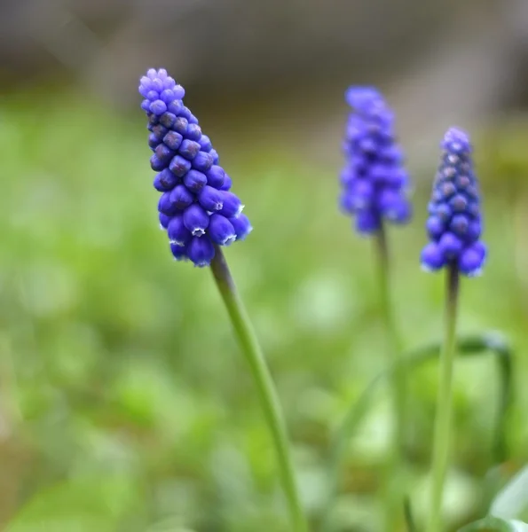 Niebieski wiosna kwiaty szafirka, szczegół. — Zdjęcie stockowe