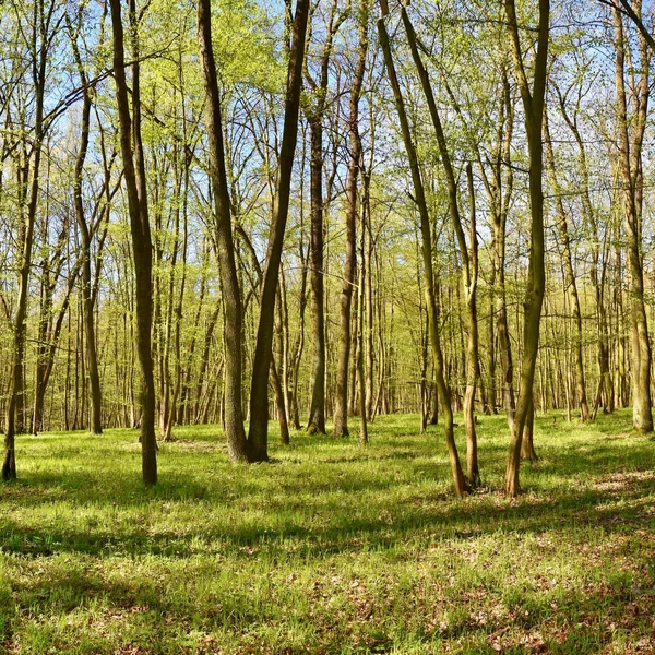 Панорама Красивый Зеленый Лес Весной Зеленый — стоковое фото