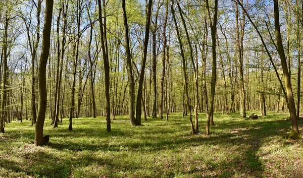Панорама Красивый Зеленый Лес Весной Зеленый — стоковое фото