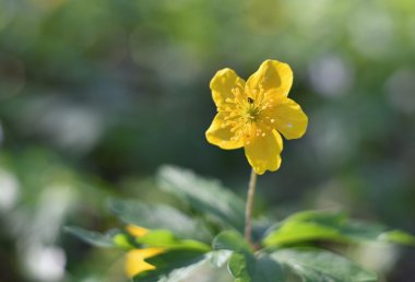 Güzel güzel çiçek açan Blatouch.Jarn doğal görüntü arka plan bulanık. Fotoğraf eski lens.