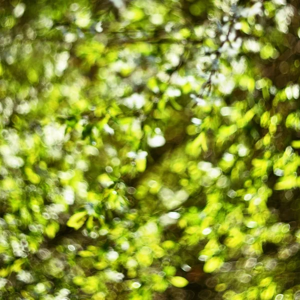 Verde Bokeh Naturale Sfondo Astratto Foto Vecchia Lente — Foto Stock