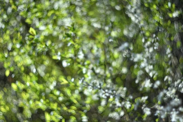 Groene Natuurlijke Bokeh Abstracte Achtergrond Foto Oude Lens — Stockfoto