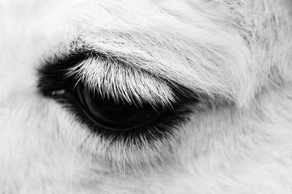 Macro shot d'un oeil de cheval . — Photo