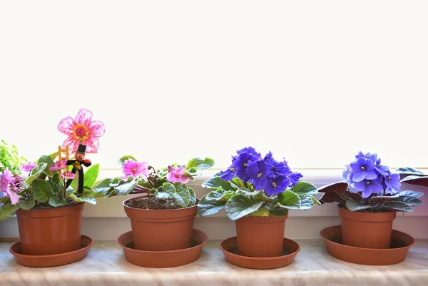 Beautifully blooming violets on the window. Interior cuisine and the view from the window.