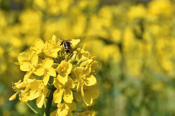 Πεδίο Ελαιοκράμβης Brassica Napus Brassica Napus — Φωτογραφία Αρχείου