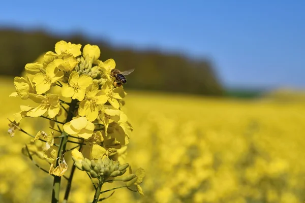 Feld mit Raps (brassica napus)) — Stockfoto