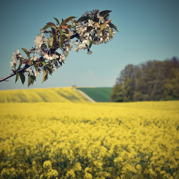 Krásné kvetoucí ovoce stromu větev. Žlutě kvetoucí pole, pozemní silniční a krásné údolí, jarní příroda. (Brassica napus) (Brassica napus) — Stock fotografie