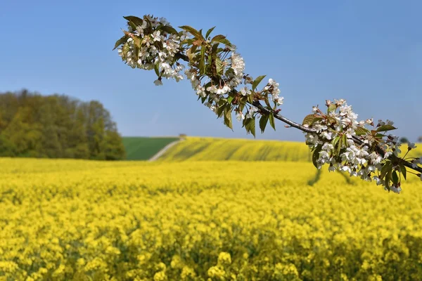 Прекрасные цветущие ветви фруктовых деревьев. Желтые цветочные поля, грунтовые дороги и красивые валуны, весенний пейзаж природы. (Brassica napus) (Brassica napus ) — стоковое фото
