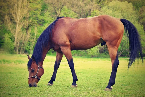 Beaux chevaux paissant librement dans la nature . — Photo