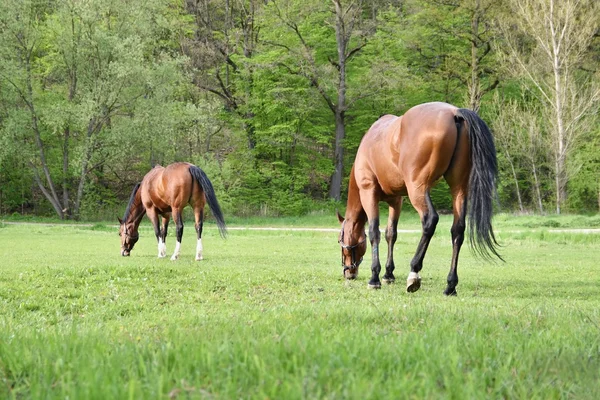 美しい馬の自然で自由に放牧. — ストック写真