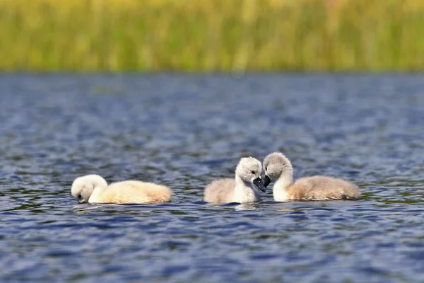 Hermosos cachorros de cisne en el estanque. Hermoso fondo de color natural con animales salvajes — Foto de Stock