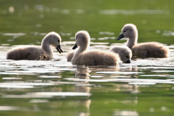 Beautiful swan cubs at the pond. Beautiful natural colored background with wild animals — Stock Photo, Image
