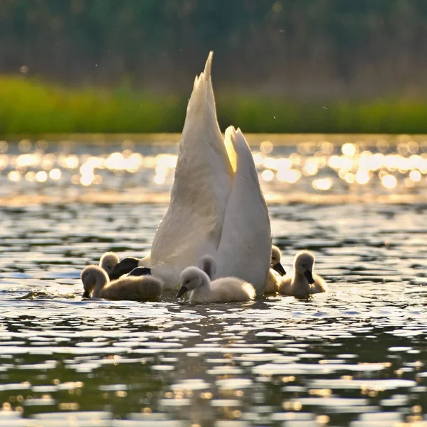 Vacker svan med ungar. Familjen på dammen. — Stockfoto