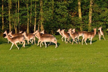 Nadas - alageyik. (Dama dama) Hayvanlarla güzel doğal arka plan.