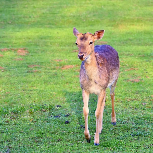 Fallow - ciervo en barbecho. (Dama dama) Hermoso fondo natural con animales . —  Fotos de Stock