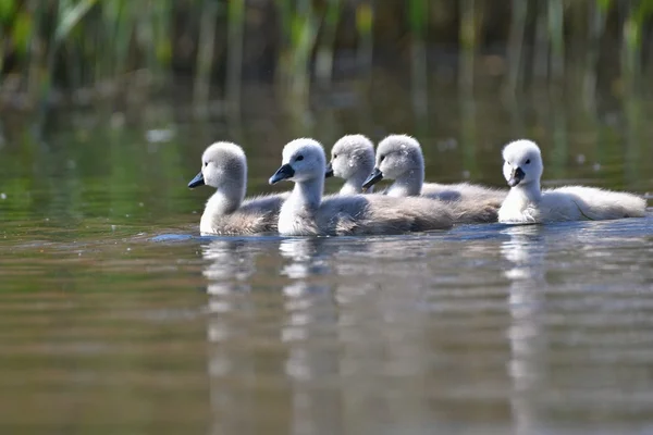 Hermosos cachorros de cisne en el estanque. Hermoso fondo de color natural con animales salvajes — Foto de Stock