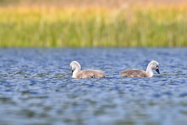 Beautiful swan cubs at the pond. Beautiful natural colored background with wild animals