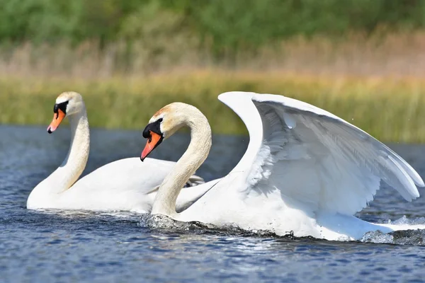 Vacker svan ungar på damm. Vackert naturfärgat bakgrund med vilda djur — Stockfoto