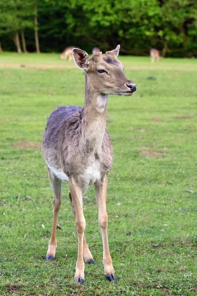 Fallow - ciervo en barbecho. (Dama dama) Hermoso fondo natural con animales . —  Fotos de Stock