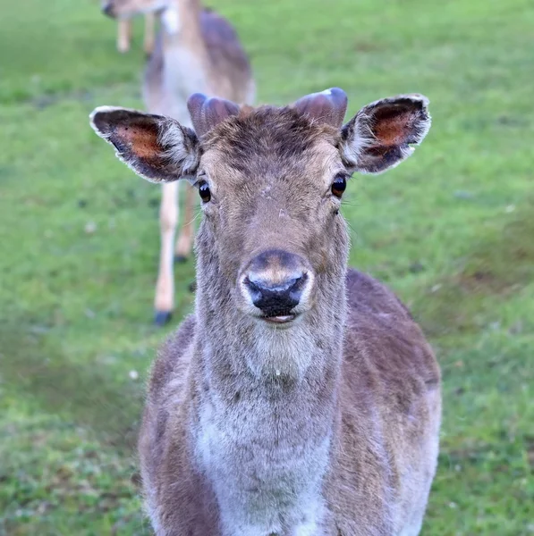 Fallow - fallow deer. (Dama dama ) Beautiful natural background with animals. — Stock Photo, Image