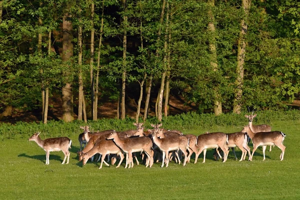 휴 경지-휴 경지 사슴 (Dama dama) 동물 들과 함께 아름 다운 자연 배경. — 스톡 사진