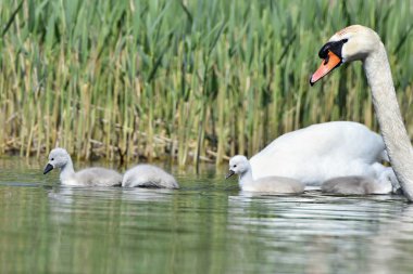 Güzel kuğu yavruları gölet. Güzel doğal renkli arka plan ile vahşi hayvanlar