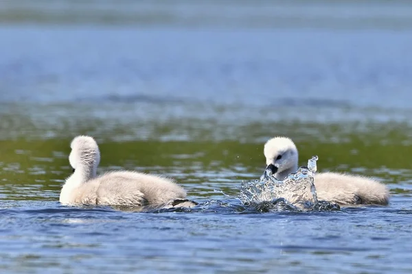 Hermosos cachorros de cisne en el estanque. Hermoso fondo de color natural con animales salvajes — Foto de Stock