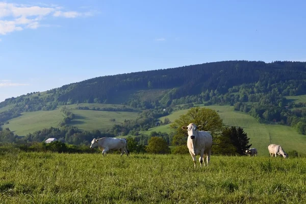 Cow in the field.. Beautiful landscape with grazing calves in the mountains in summer. Czech Republic - the White Carpathians - Europe. — Stock Photo, Image