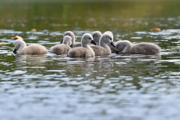 Beautiful Swan Cubs Pond Beautiful Natural Colored Background Wild Animals — Stock Photo, Image