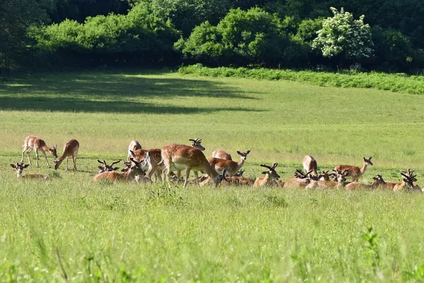 Fallow - ciervo en barbecho. (Dama dama) Hermoso fondo natural con animales. Bosque y puesta de sol. Brno - República Checa - Europa . —  Fotos de Stock