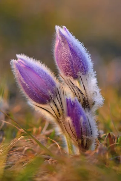 Belle Petite Fleur Pasque Pourpre Pulsatilla Grandis Floraison Sur Prairie — Photo