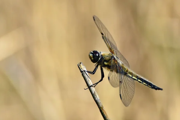 Hermosa Libélula Macro Disparo Naturaleza —  Fotos de Stock