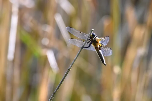 Vackra Trollslända Makro Skott Naturen — Stockfoto