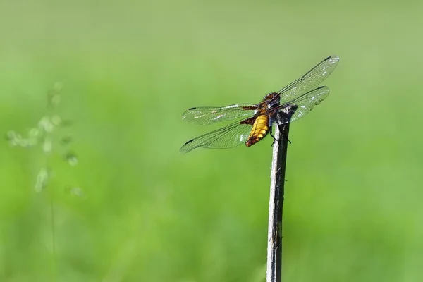 Красивая стрекоза. Макроснимок природы. (Libellula depressa ) — стоковое фото