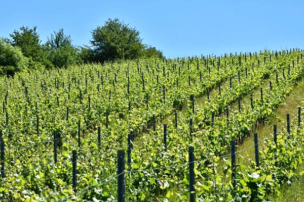 Winnice pod Palava. Czechy - południowych Moraw wina regionu. — Zdjęcie stockowe