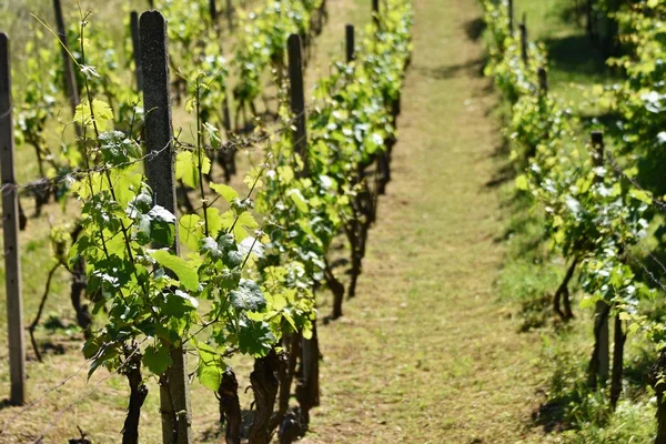 Viñedos bajo Palava. República Checa - Región vinícola de Moravia Meridional . — Foto de Stock