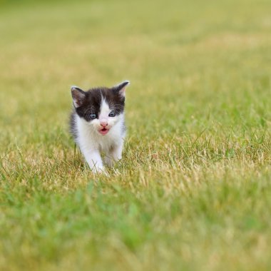 Mavi gözlü güzel küçük yavru kedi. 