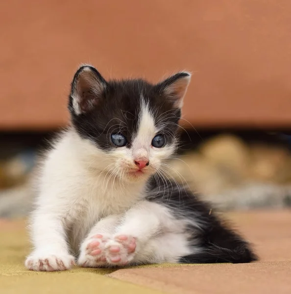 Beautiful small kitten with blue eyes. — Stock Photo, Image