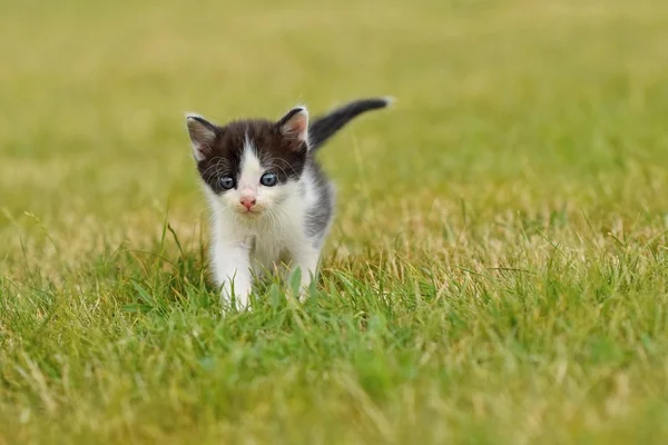 Szép kis cica kék szemű. — Stock Fotó