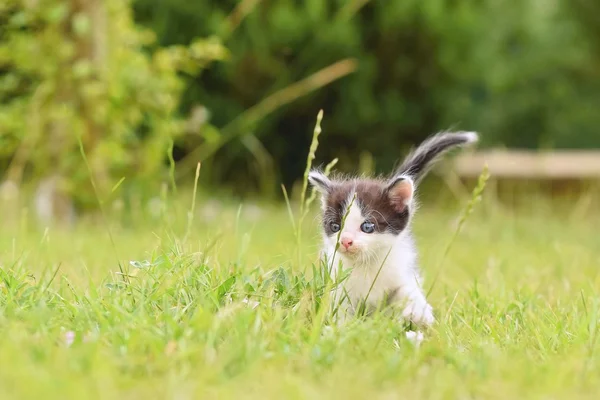 Beautiful small kitten with blue eyes. — Stock Photo, Image