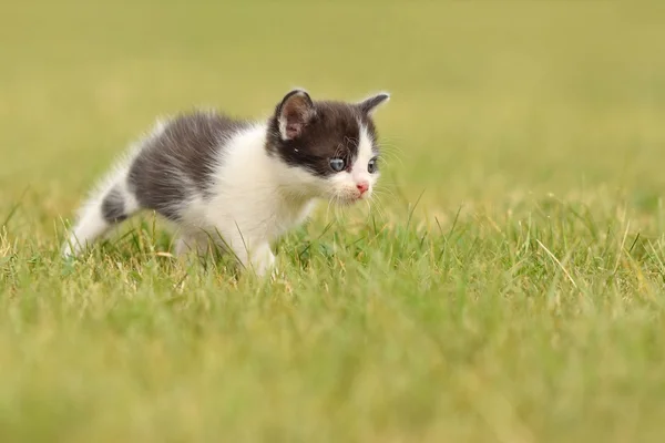 Beautiful small kitten with blue eyes. — Stock Photo, Image