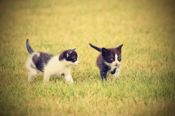 Beautiful small kitten with blue eyes. — Stock Photo, Image