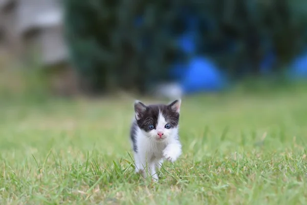 Beautiful small kitten with blue eyes. — Stock Photo, Image