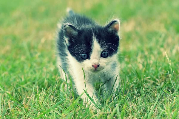 Beautiful small kitten with blue eyes. — Stock Photo, Image