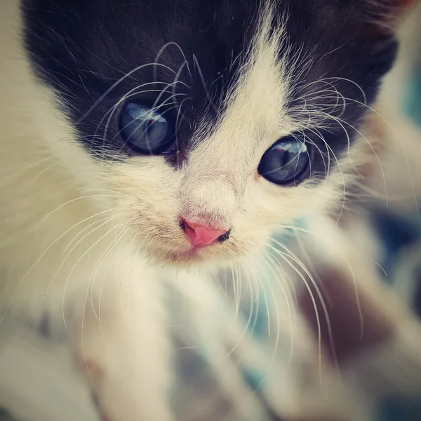 Beautiful small kitten with blue eyes. — Stock Photo, Image