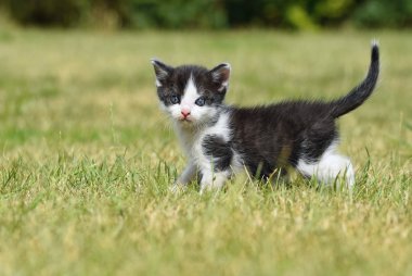 Mavi gözlü güzel küçük yavru kedi. 