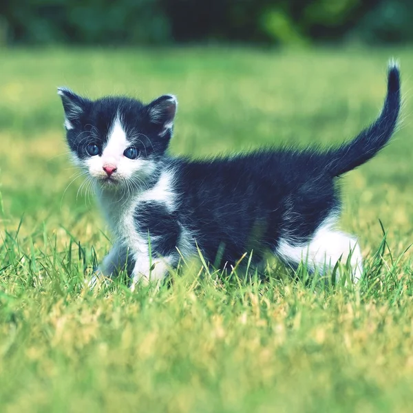 Bella gattino piccolo con gli occhi azzurri . — Foto Stock