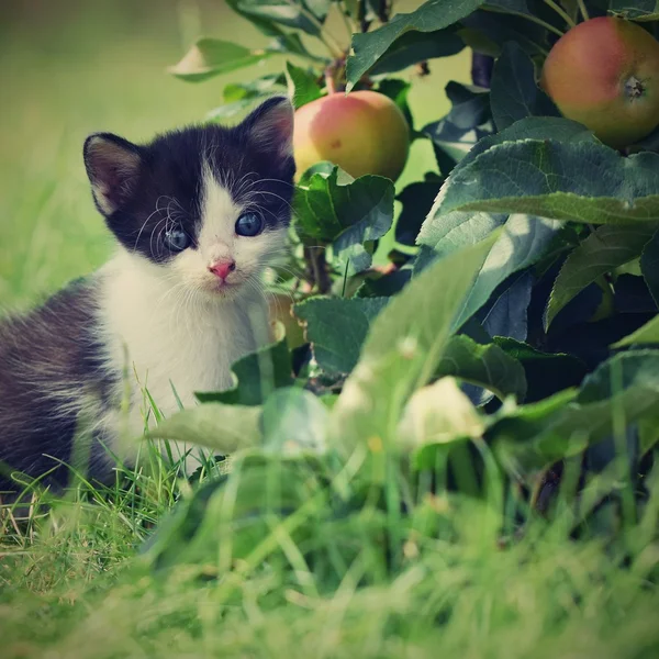 Beautiful small kitten with blue eyes. — Stock Photo, Image