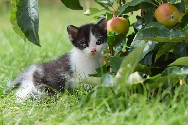 Beautiful small kitten with blue eyes. — Stock Photo, Image