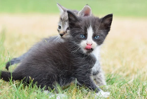 Beautiful small kitten with blue eyes. — Stock Photo, Image